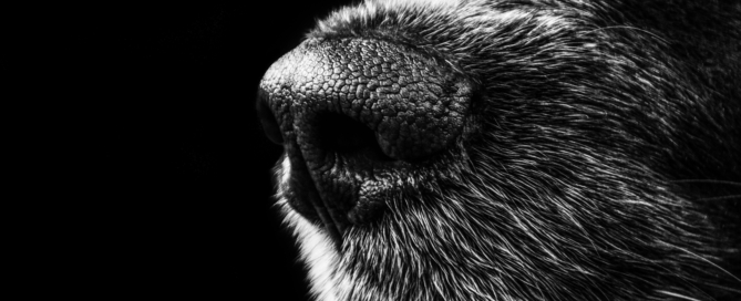 Veterinary Clinic Virtual Tours
